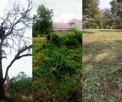 Jasa Tebang Pohon Potong Rumput Pekanbaru